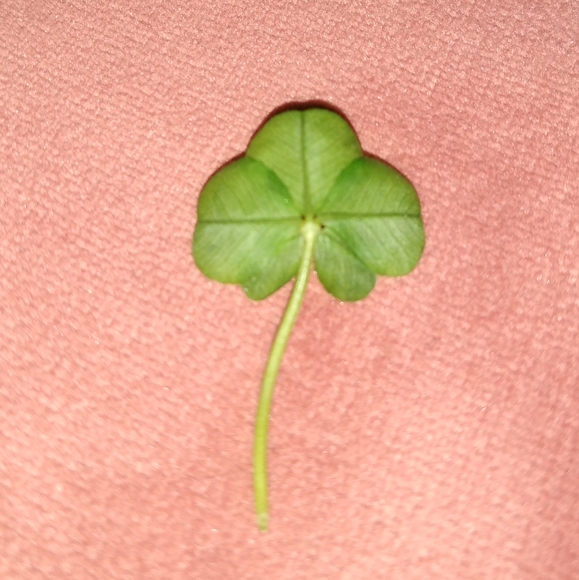 🍀 WILD 5 Five Leaf Clover Rare REAL Just 4U Found 4/23/23 USA yard Lucky Rose - Picture 8 of 17